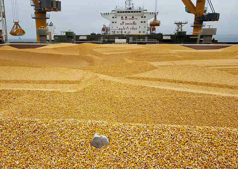 фото Corn inspection