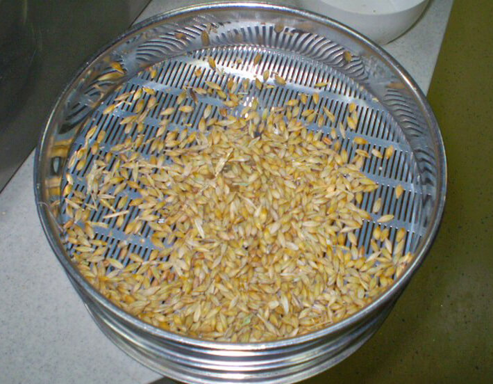 фото Barley inspection