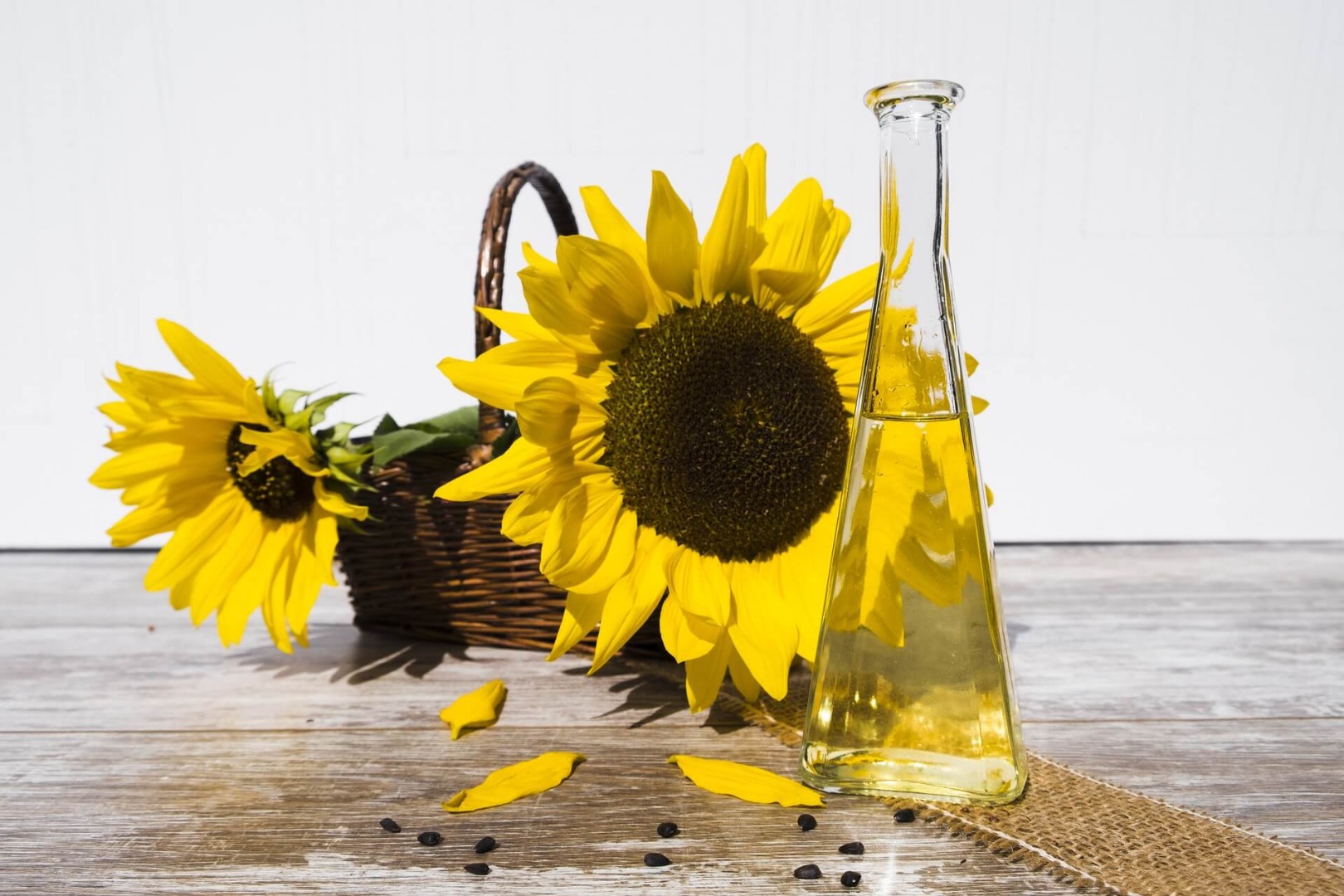 фото Sunflower oil inspection