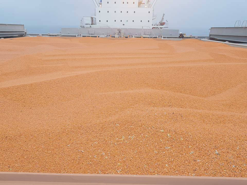 feature
 of grain сoloration service photo