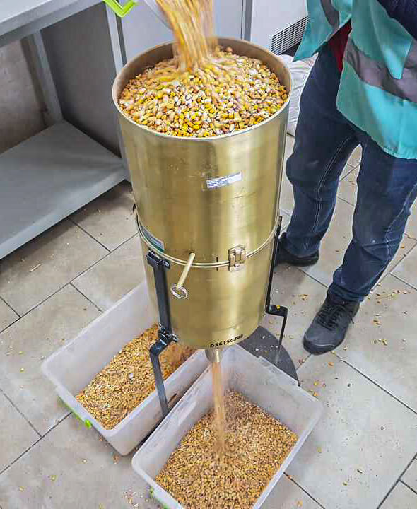 Corn inspection service photo