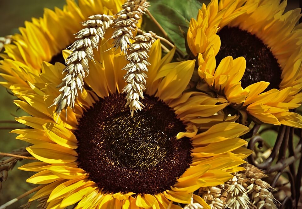 Predicting the prospects of the crop photo