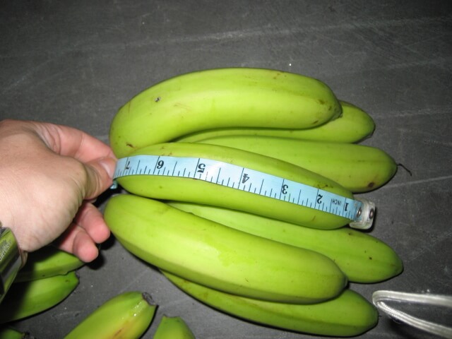stages of banana inspection photo