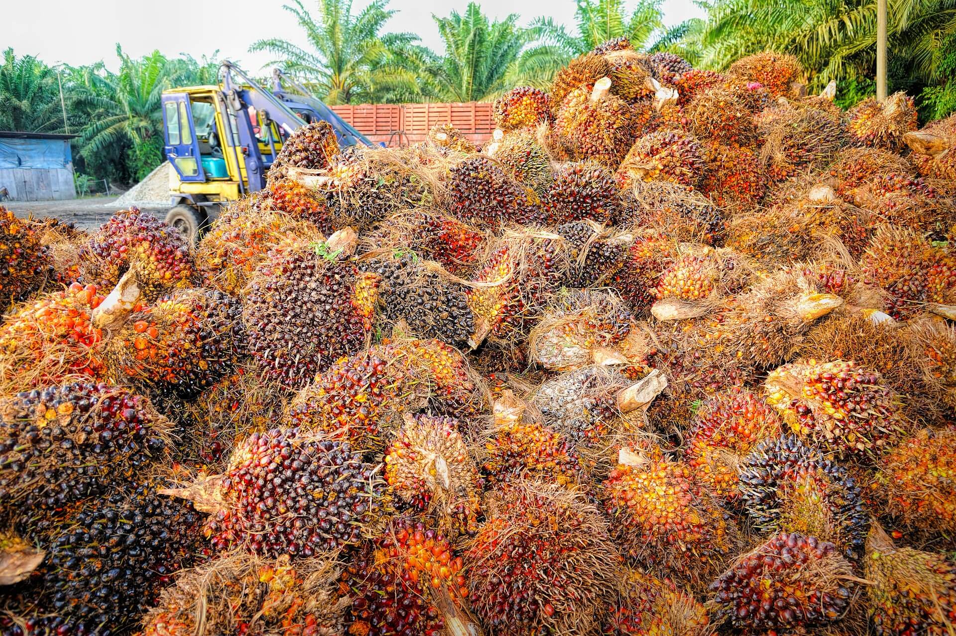 stages of palm oil inspection photo