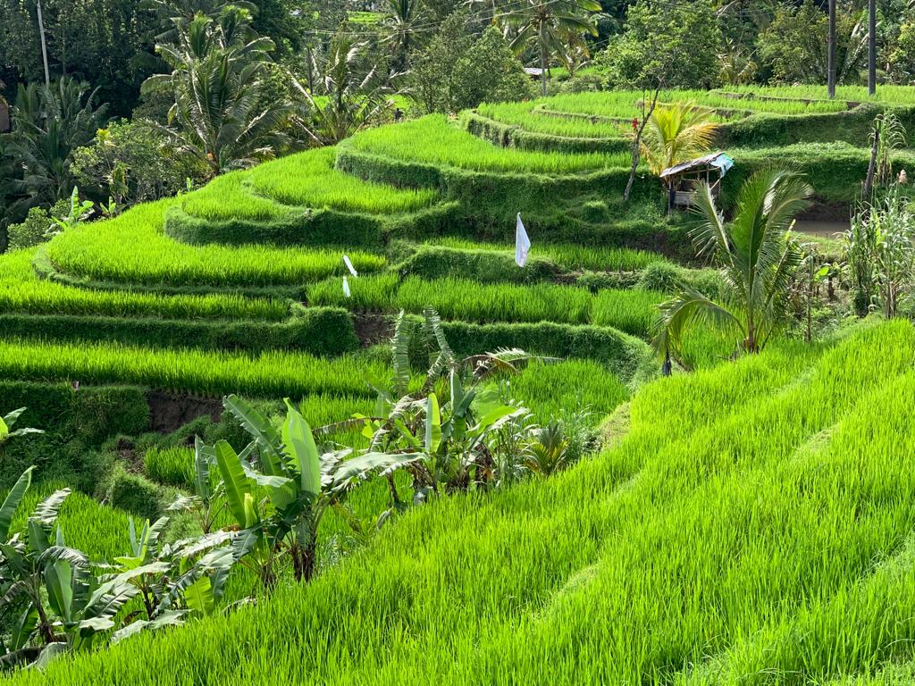 Rice inspection service photo